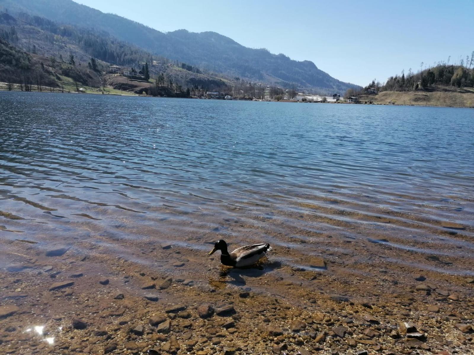 Ca' Dei Cigni Appartement Calceranica al Lago Buitenkant foto